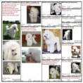 /album/rodokmeny-d/pedigree-dorly-2016-jpg1/